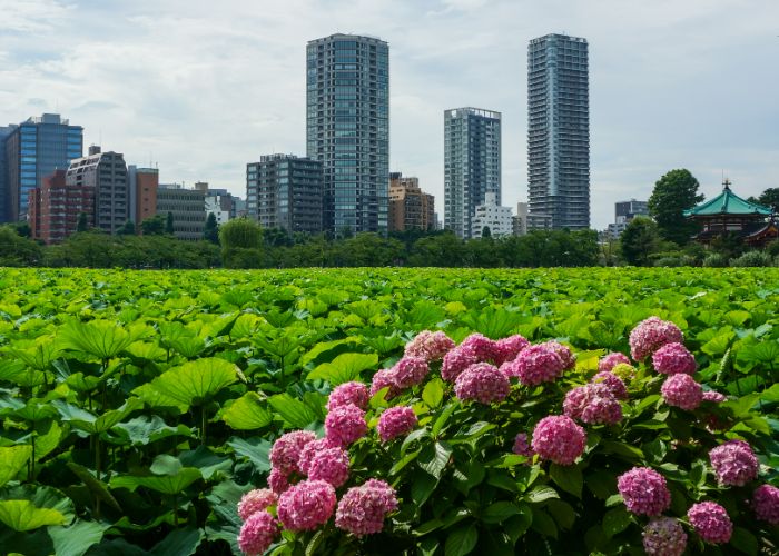 In sweeping pond of water lilies, pink hydrangeas are in full bloom. In the background, Ueno's skyline.